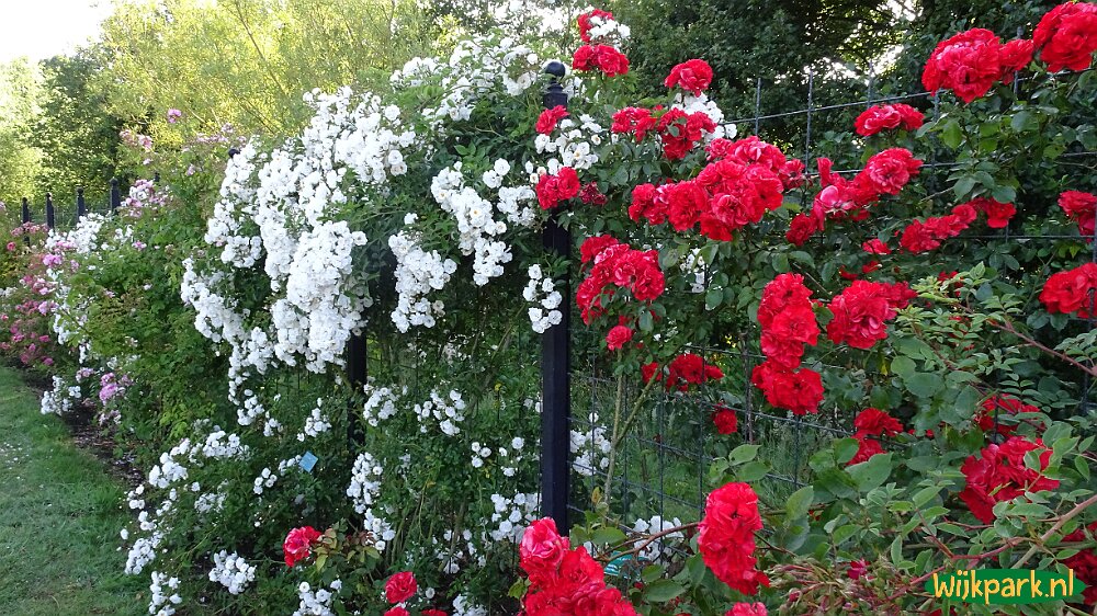 Dag van de Roos in het Rosarium Westbroekpark